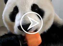 panda met ijsje